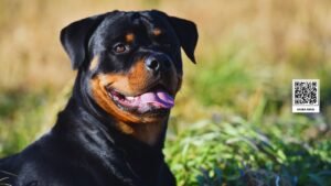 Bebê abandonado é salvo por Rottweiler