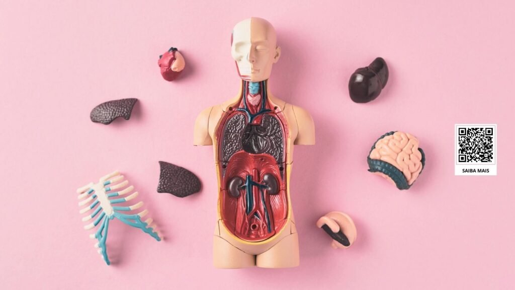 10 fatos curiosos sobre o corpo humano.