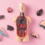 10 fatos curiosos sobre o corpo humano.